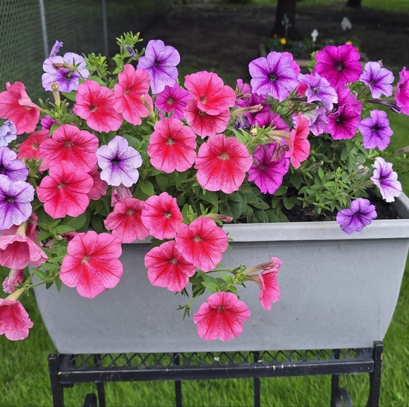 Meet your Posher, Tammy - Picture 1 of 3